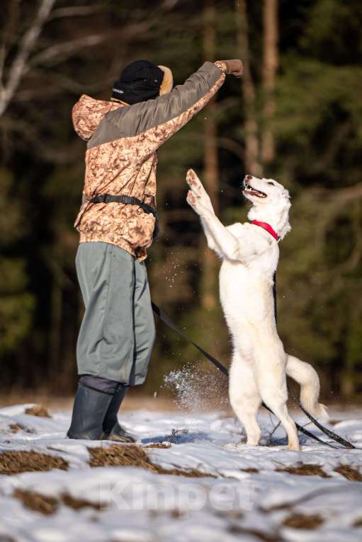 Собаки в Клине: Ванда — энергичная собачка Девочка, Бесплатно - фото 9
