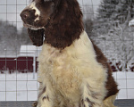 Собаки в Зеленограде: Английский кокер спаниель щенки Мальчик, 80 000 руб. - фото 1