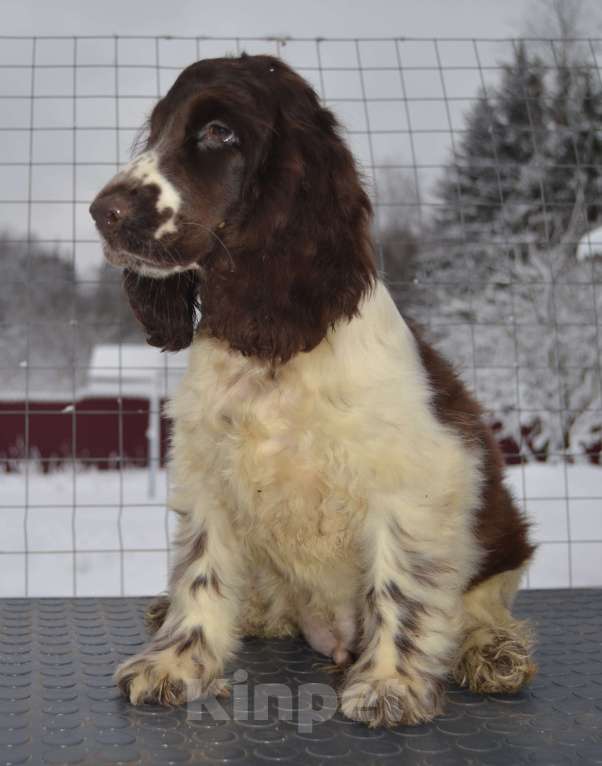 Собаки в Зеленограде: Английский кокер спаниель щенки Мальчик, 80 000 руб. - фото 1