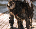 Собаки в Санкт-Петербурге: Карат из приюта в добрые руки Мальчик, Бесплатно - фото 10