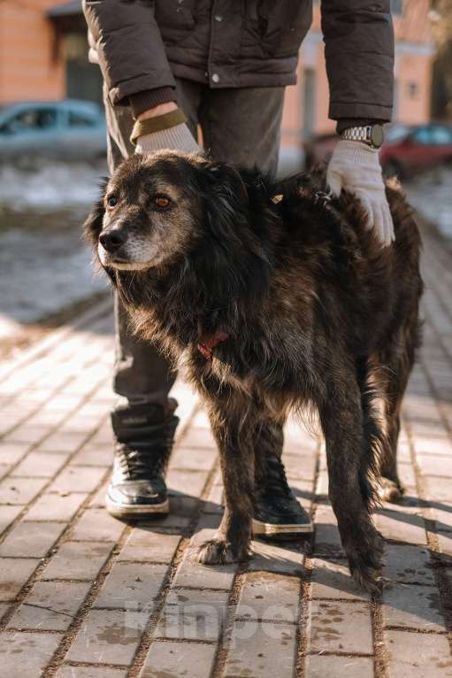 Собаки в Санкт-Петербурге: Карат из приюта в добрые руки Мальчик, Бесплатно - фото 10