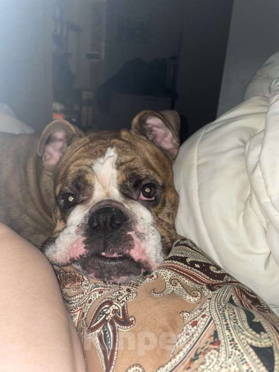 Собаки в Санкт-Петербурге: Тигровая королева  Девочка, Бесплатно - фото 3