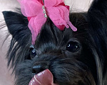 Собаки в Москве: Черный йорк щенки Мальчик, Бесплатно - фото 4