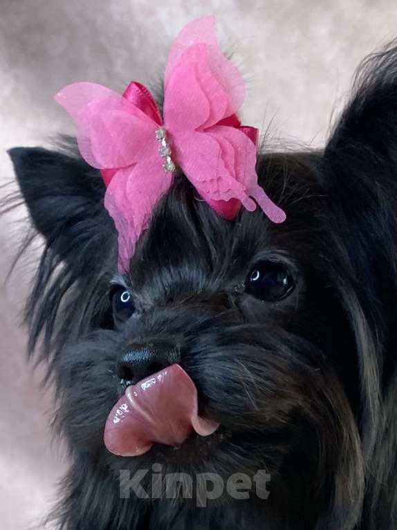 Собаки в Москве: Черный йорк щенки Мальчик, Бесплатно - фото 4