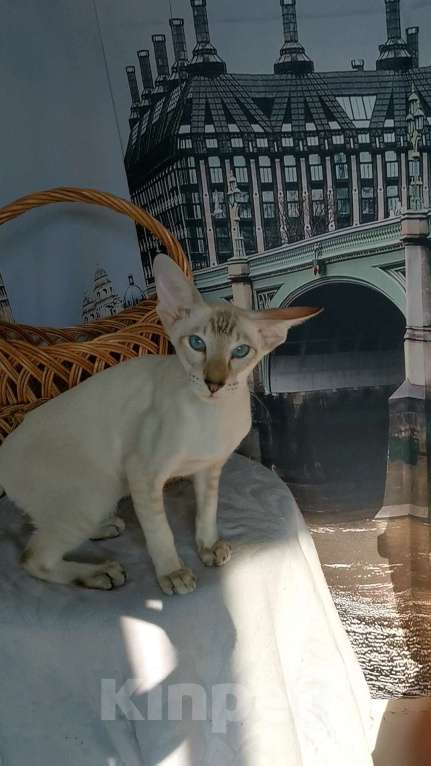 Кошки в Пензе: Ориентальный котик  Мальчик, 35 000 руб. - фото 1