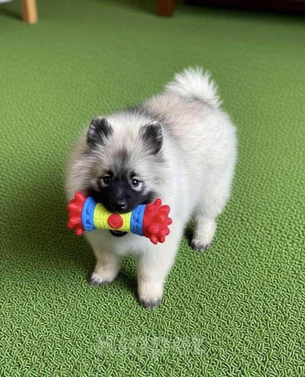 Собаки в Москве: Орион Звездный Из Воронцовского Дворца Мальчик, 80 000 руб. - фото 2