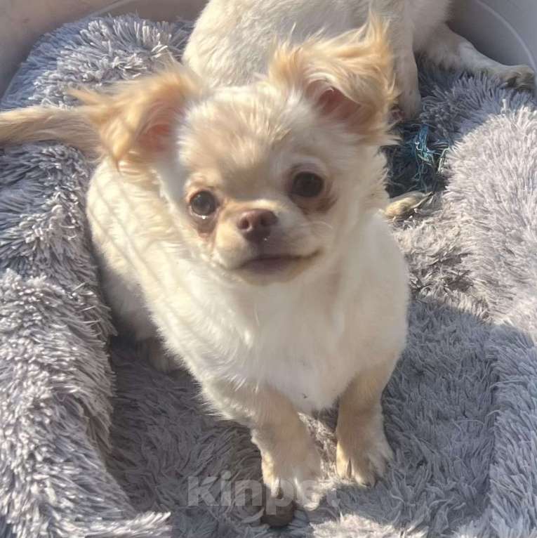 Собаки в Санкт-Петербурге: Питомник предлагает щенка чихуа Девочка, 45 000 руб. - фото 7