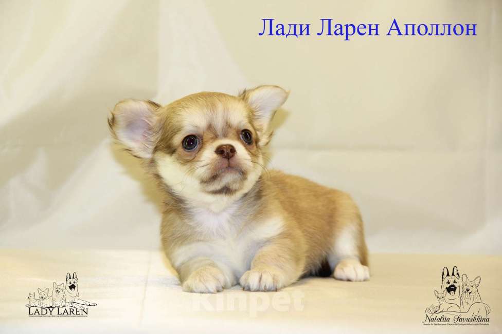 Собаки в Москве: Щенки чихуахуа Мальчик, Бесплатно - фото 2