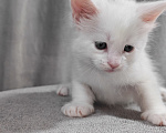 Кошки в Екатеринбурге: Белый котёнок мейн-кун Мальчик, 55 000 руб. - фото 4