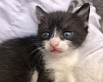 Кошки в Туапсе: Котятки в добрые руки Мальчик, Бесплатно - фото 4