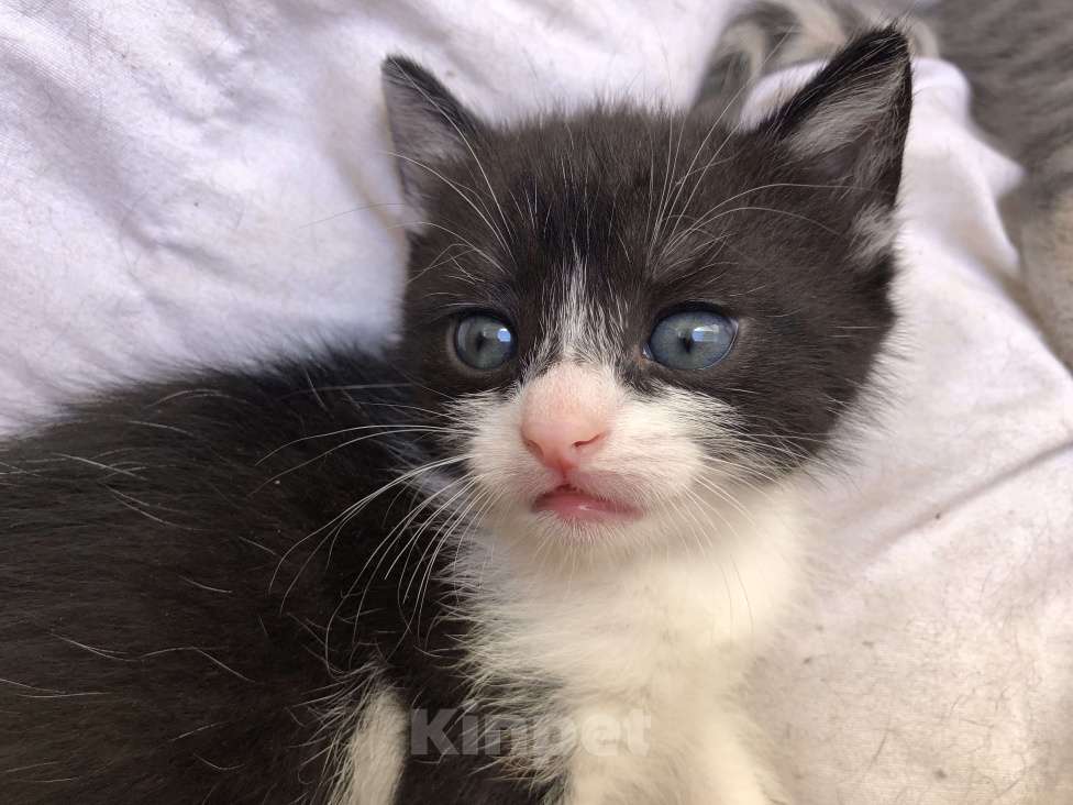 Кошки в Туапсе: Котятки в добрые руки Мальчик, Бесплатно - фото 4