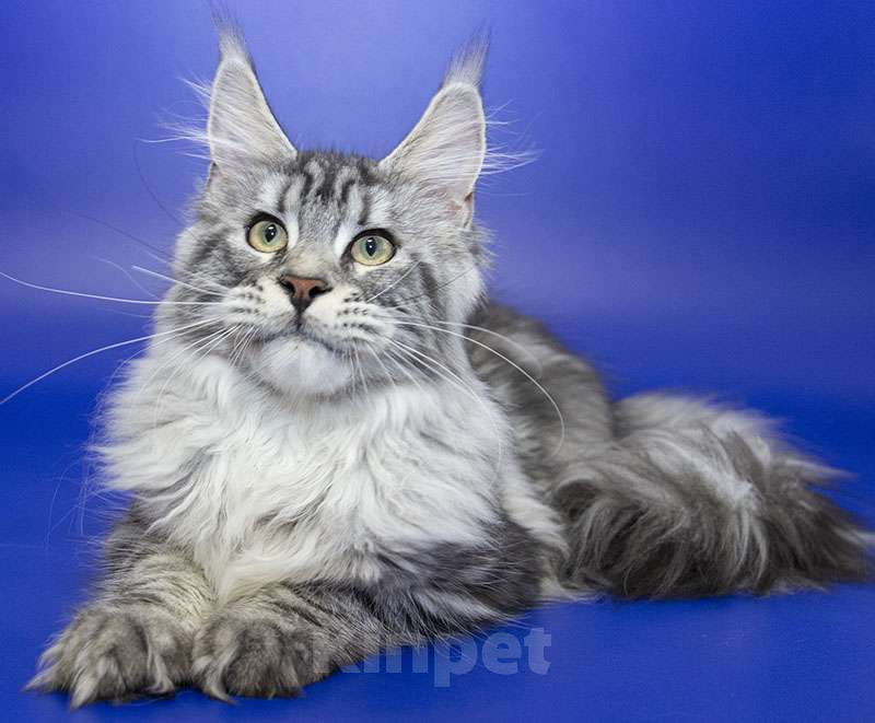 Кошки в Москве: Мейн кун, девочка, подросток. Девочка, 15 000 руб. - фото 3