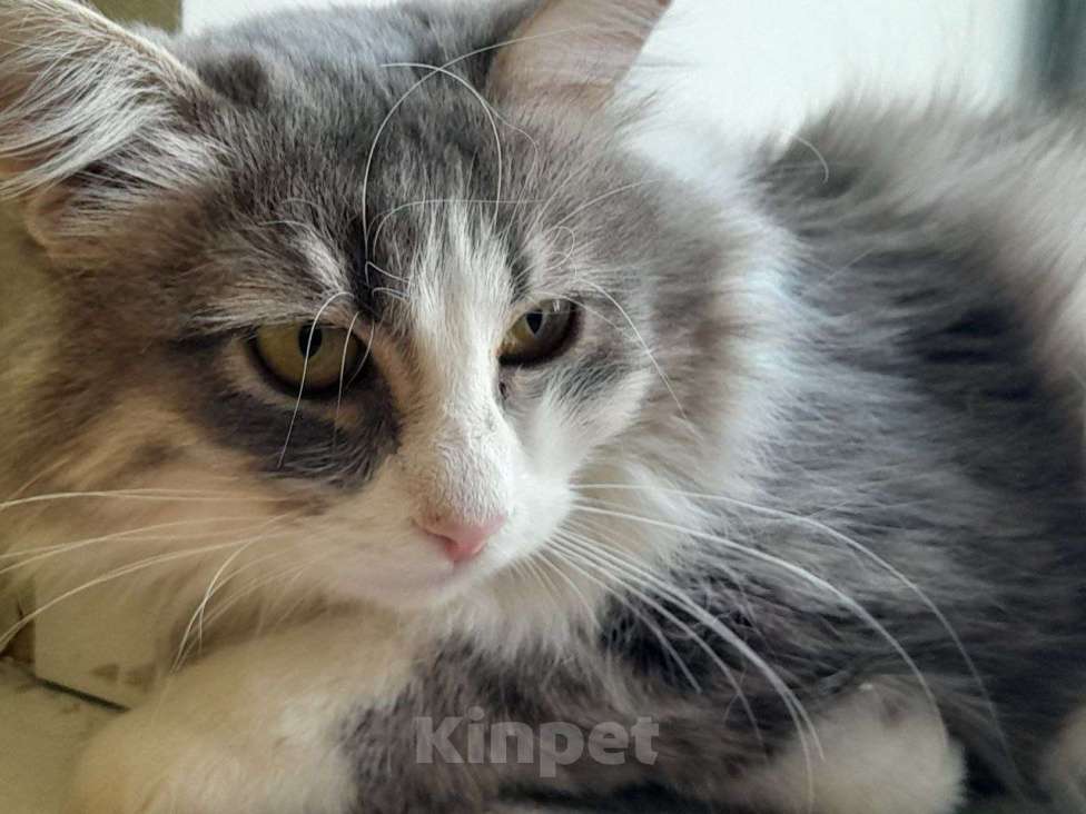 Кошки в Люберцах: Обаятельный котик Нафаня ищет семью! Мальчик, Бесплатно - фото 5