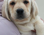 Собаки в других городах Липецкой области: Щенок лабрадора Холлабвууд'с Памела Девочка, 60 000 руб. - фото 2