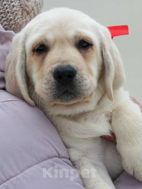 Собаки в других городах Липецкой области: Щенок лабрадора Холлабвууд'с Памела Девочка, 60 000 руб. - фото 2