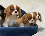Собаки в Санкт-Петербурге: Щенки кавалер Кинг чарльз спаниеля  Мальчик, 100 000 руб. - фото 9
