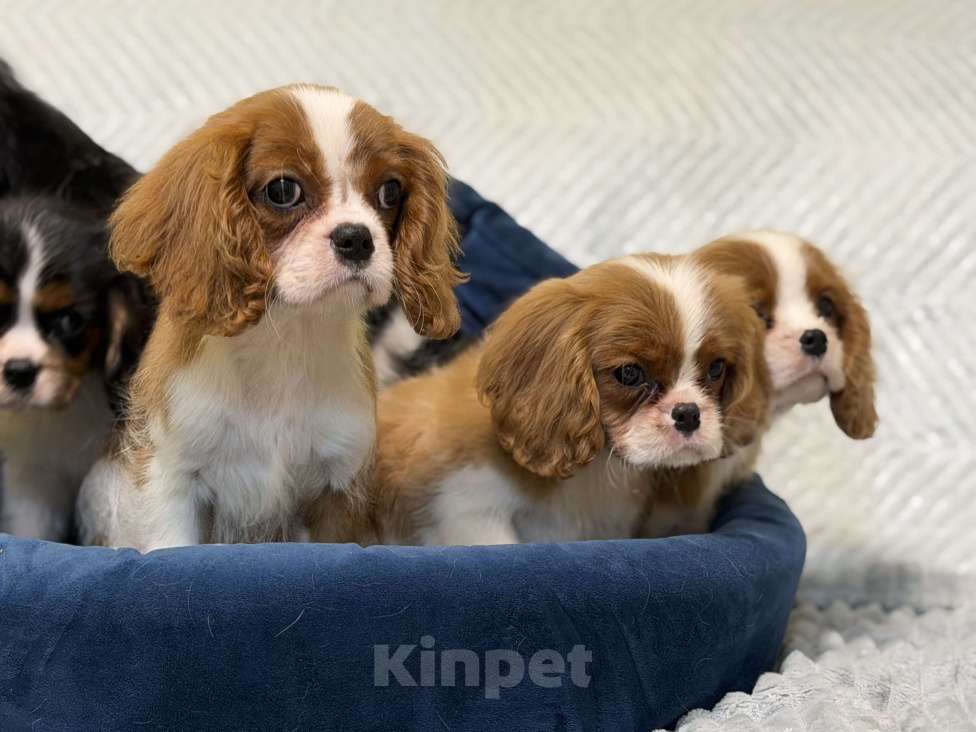 Собаки в Санкт-Петербурге: Щенки кавалер Кинг чарльз спаниеля  Мальчик, 100 000 руб. - фото 9