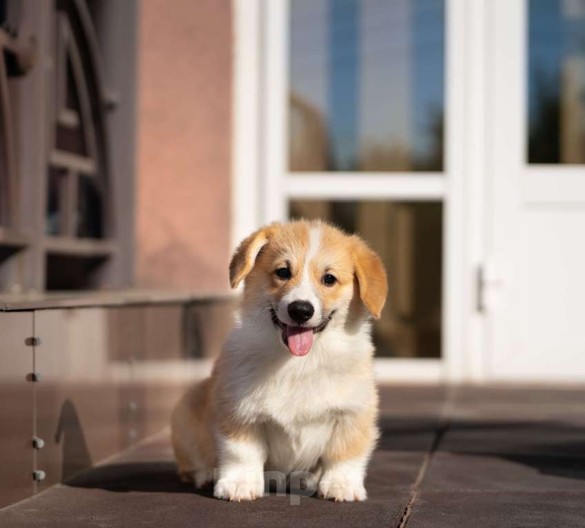 Собаки в Пензе: Очень красивый, титулованный молодой кобель вельш корги пемброк Мальчик, 300 000 руб. - фото 3