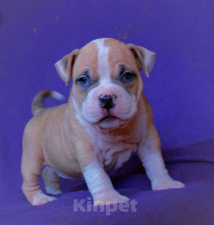 Собаки в Архангельске: Американский булл. Наши малыши. Разнополые, 80 000 руб. - фото 3