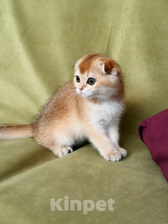 Кошки в Сочи: Шотландская кошечка Девочка, 45 000 руб. - фото 2