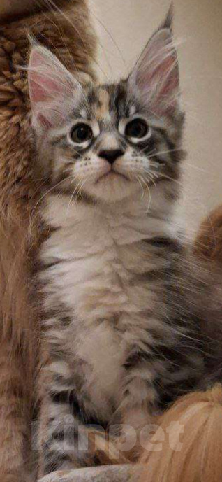 Кошки в Геленджике: Продаётся котёнок мейн-кун, девочка, редкий окрас fs 03 24, из питомника EdenLight (Геленджик) Девочка, 35 000 руб. - фото 4