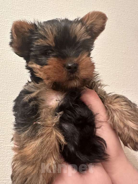 Собаки в Перми: Очень милая девочка  Девочка, 25 000 руб. - фото 3