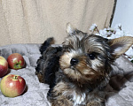 Собаки в Санкт-Петербурге: Мраморный Йоркширский терьер  Мальчик, 60 000 руб. - фото 1
