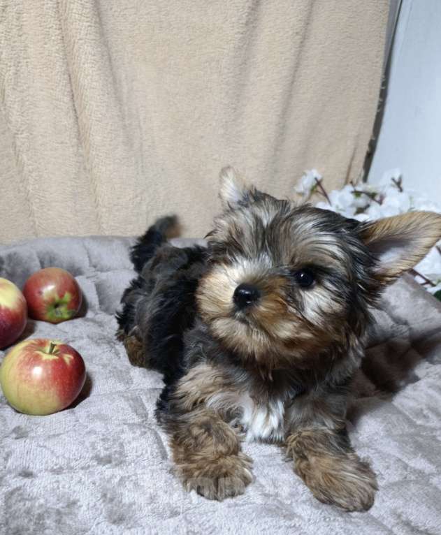 Собаки в Санкт-Петербурге: Мраморный Йоркширский терьер  Мальчик, 60 000 руб. - фото 1