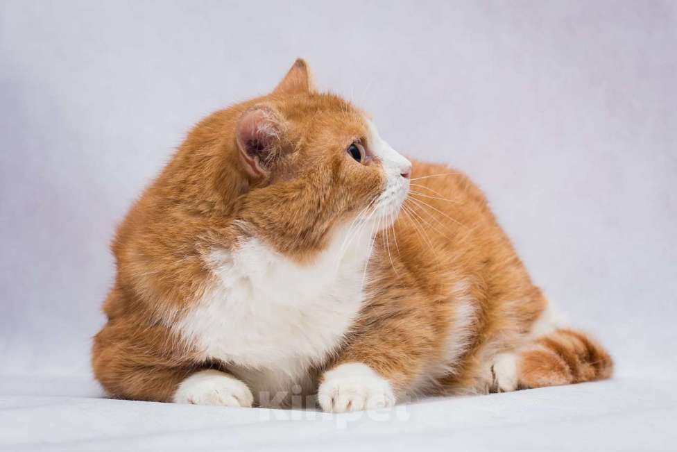 Кошки в Москве: Самый круглый котик ищет дом Мальчик, Бесплатно - фото 2