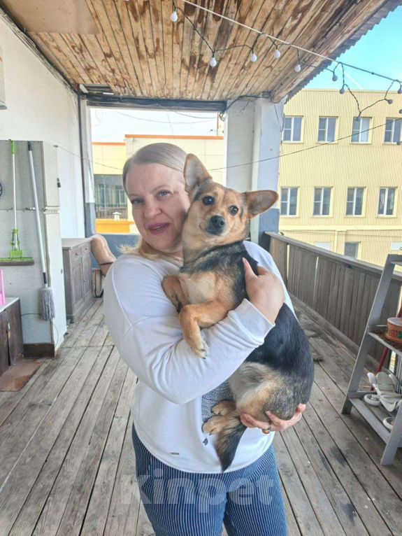 Собаки в Москве: Маленькая собачка, 7 кг в добрые руки! Девочка, Бесплатно - фото 1