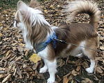 Собаки в Краснодаре: Чихуахуа вязка, 2 000 руб. - фото 2