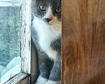 Кошки в Бронницах: Отдам котенка Девочка, 100 руб. - фото 2