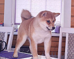Собаки в Москве: Сиба ину. Красотка. Девочка, 70 000 руб. - фото 6