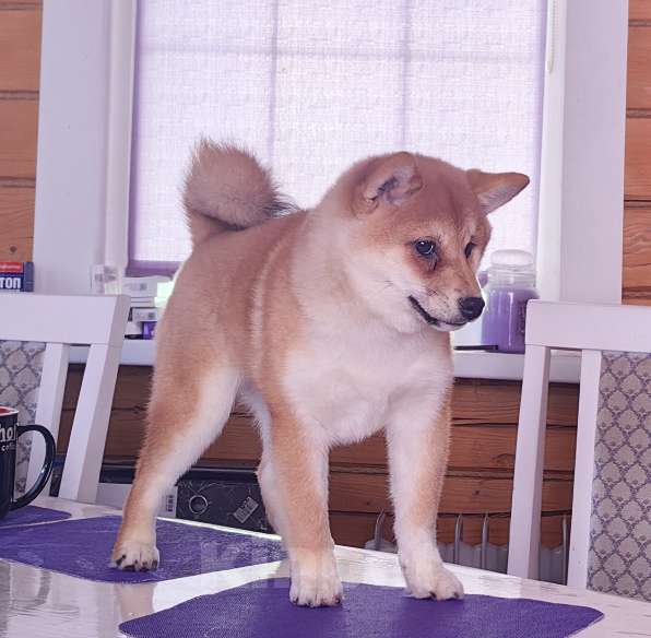 Собаки в Москве: Сиба ину. Красотка. Девочка, 70 000 руб. - фото 6