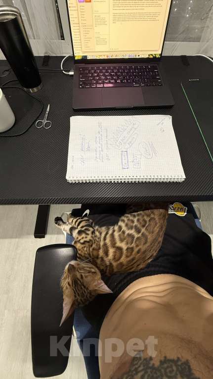 Кошки в Москве: Королева Бенгалов Девочка, 100 000 руб. - фото 4