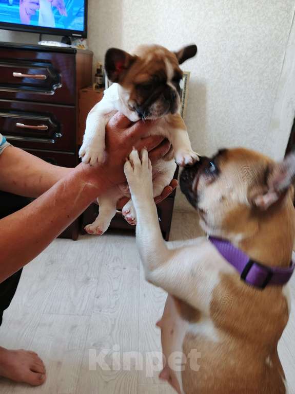 Собаки в других городах Ростовской области: Мальчик Мальчик, 20 000 руб. - фото 2