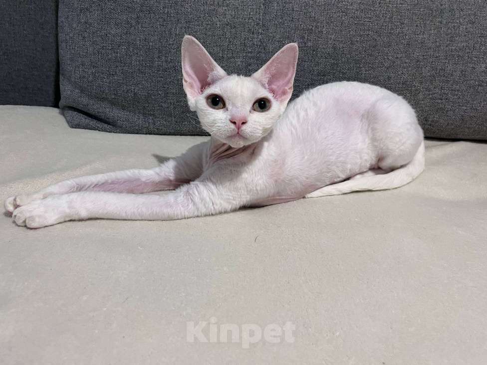 Кошки в Казани: Девон-рекс кошка Девочка, 50 000 руб. - фото 2