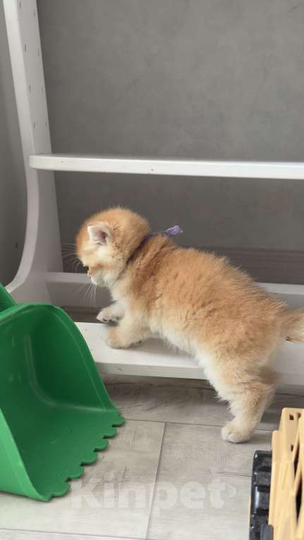 Кошки в Томске: Золотая шиншилла Девочка, 32 000 руб. - фото 1