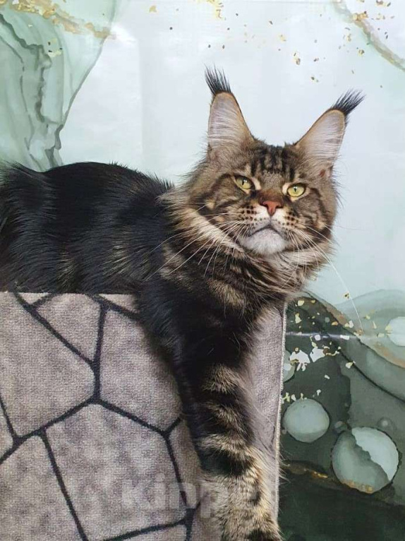 Кошки в Краснодаре: Нафаня Мальчик, 50 000 руб. - фото 2