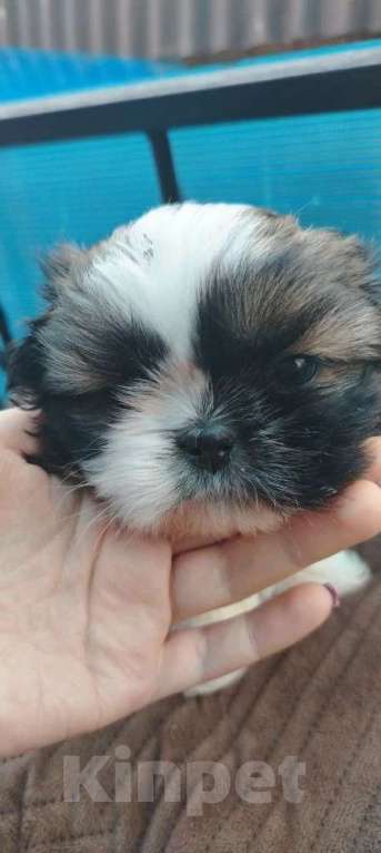 Собаки в Ряжске: Продажа Девочка, 23 000 руб. - фото 2