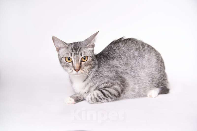 Кошки в Москве: Красавица-кошка снежного окраса Александра в дар Девочка, 1 руб. - фото 4