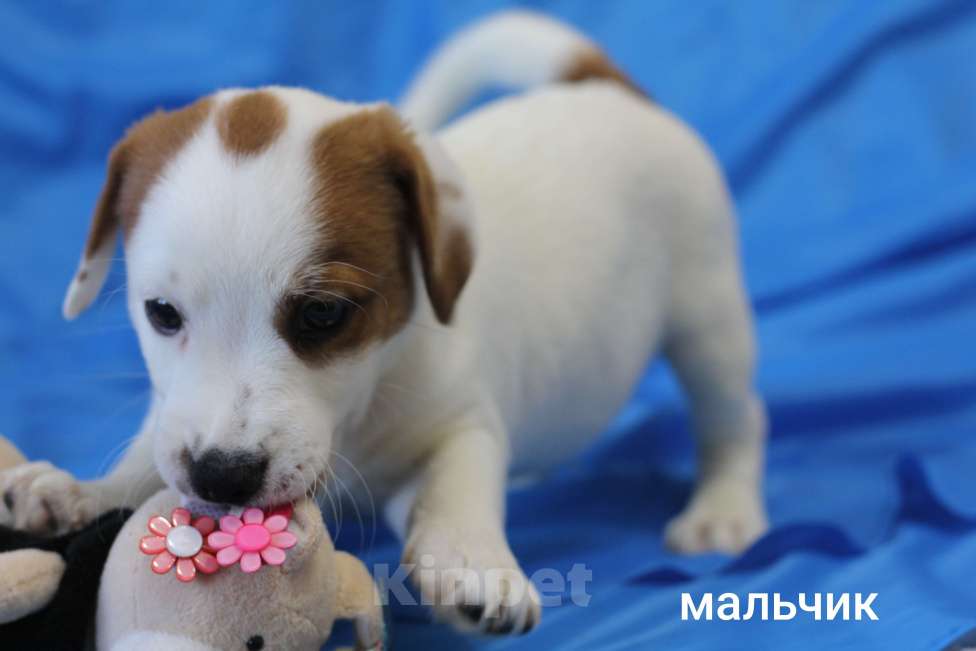 Собаки в Москве: Щенки Джек Рассел терьера  Мальчик, 22 000 руб. - фото 2