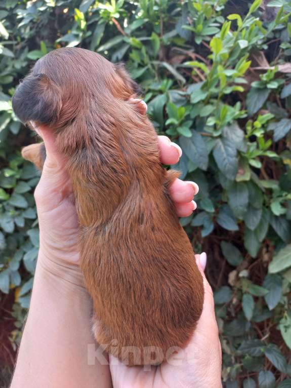 Собаки в Краснодаре: Мальтипу Девочка, Бесплатно - фото 6