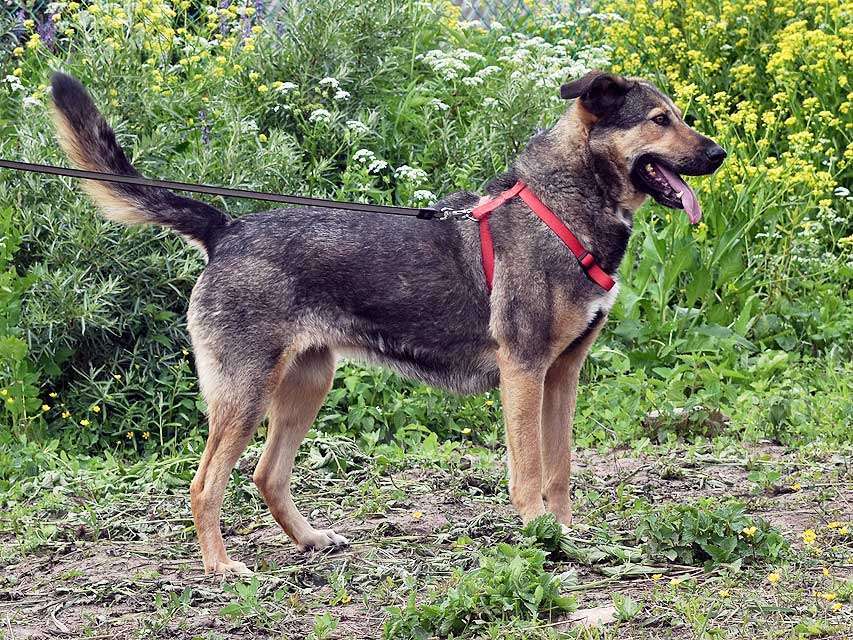 Собаки в Санкт-Петербурге: Бара — собака, которая слишком долго ждёт своего человека Девочка, Бесплатно - фото 1