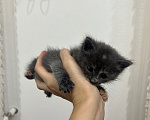 Кошки в Дербенте: Котенок в добрые руки Девочка, Бесплатно - фото 5