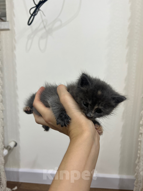 Кошки в Дербенте: Котенок в добрые руки Девочка, Бесплатно - фото 5