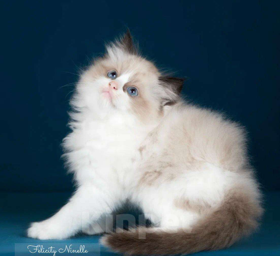 Кошки в Москве: Рэгдолл котенок Мальчик, 110 000 руб. - фото 2