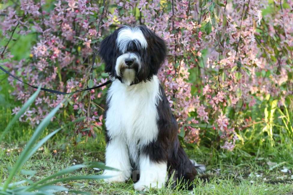 Собаки в Москве: Щенки тибетского терьера  Девочка, 70 000 руб. - фото 2