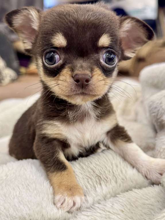 Собаки в Балашихе: Девочка чихуахуа  Девочка, 70 000 руб. - фото 3