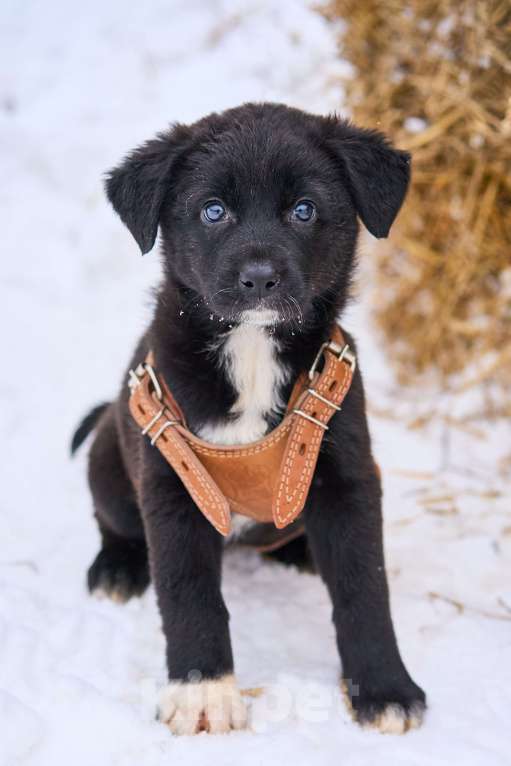 Собаки в Москве: щенок Одри ищет семью Девочка, Бесплатно - фото 3